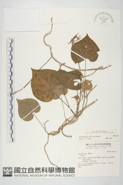 銳葉牽牛藏品圖，第1張