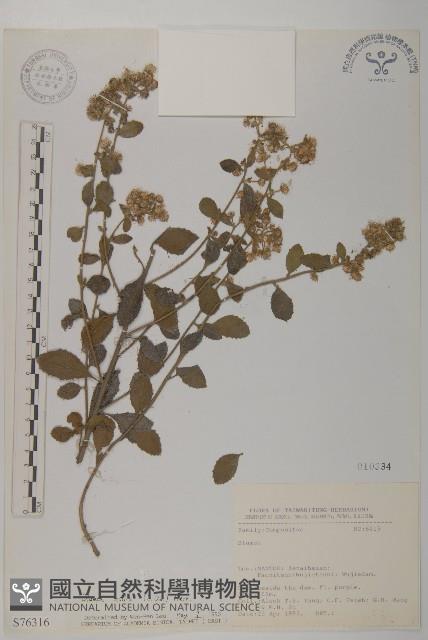 柔毛艾納香藏品圖，第1張