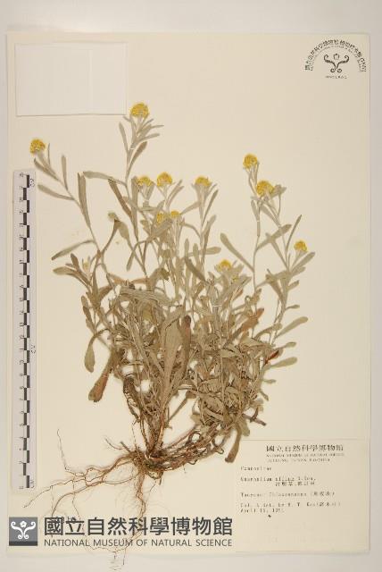 鼠麴草藏品圖，第1張