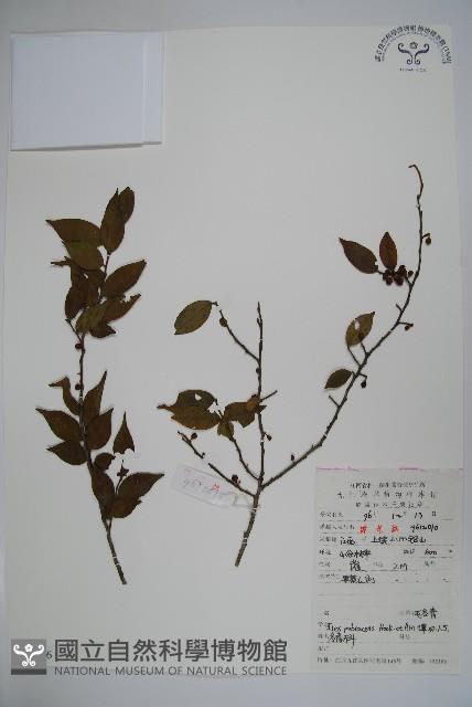 密毛假黃楊藏品圖，第1張