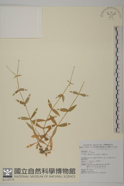 亞毛無心菜藏品圖，第1張