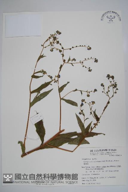 琉璃草藏品圖，第1張