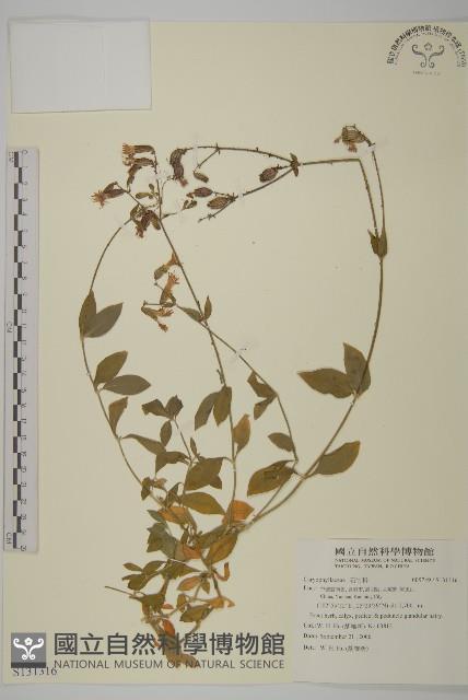 登錄號:S131316藏品圖，第1張