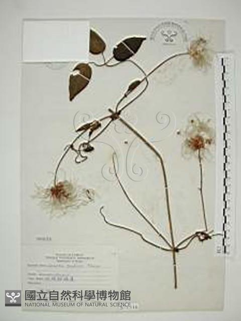 田代氏鐵線蓮藏品圖，第1張