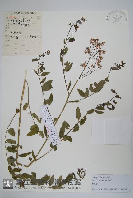 羅布麻藏品圖，第1張