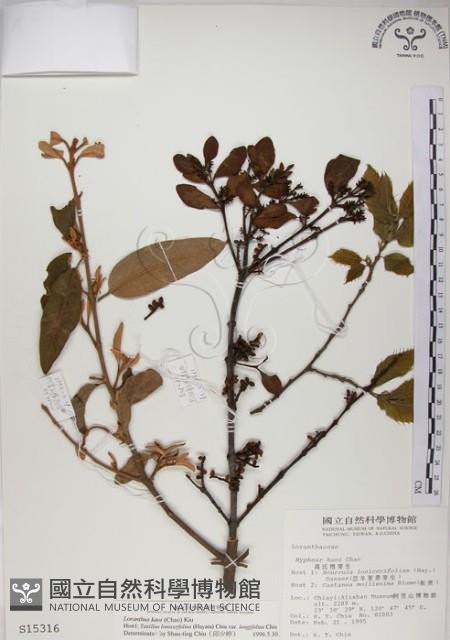 高氏桑寄生藏品圖，第1張