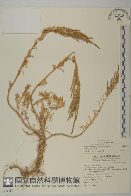 裸花鹼蓬藏品圖，第1張