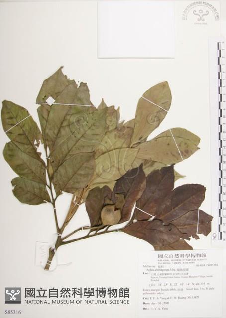 蘭嶼樹蘭藏品圖，第1張