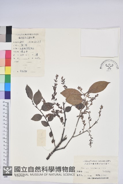 米飯花藏品圖，第1張