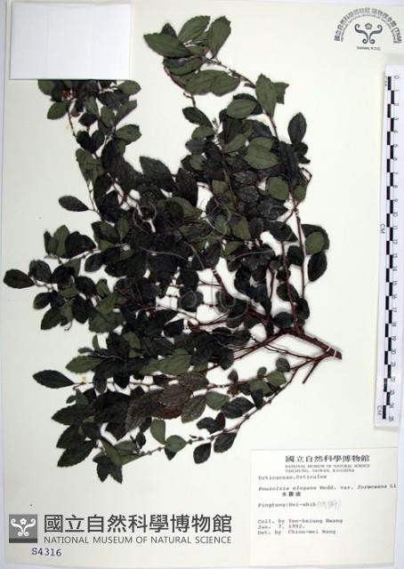 水雞油藏品圖，第1張