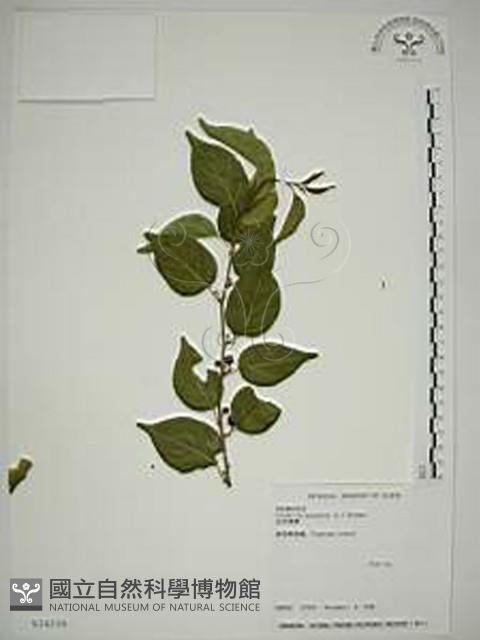 亞洲濱棗藏品圖，第1張