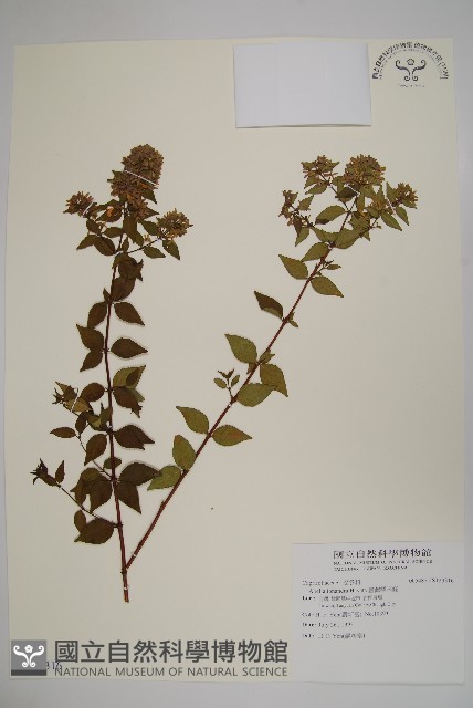 臺灣糯米條藏品圖，第1張