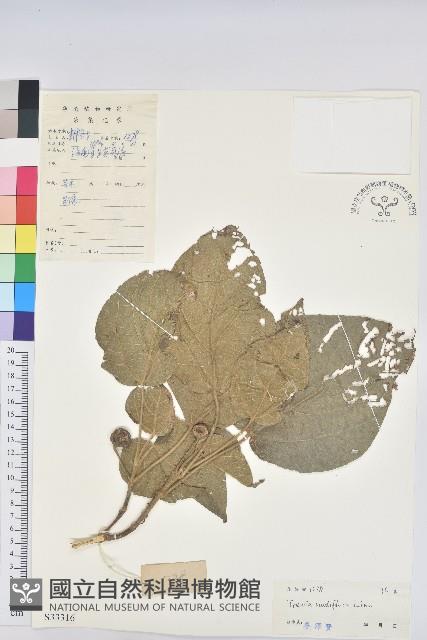 滑桃樹藏品圖，第1張