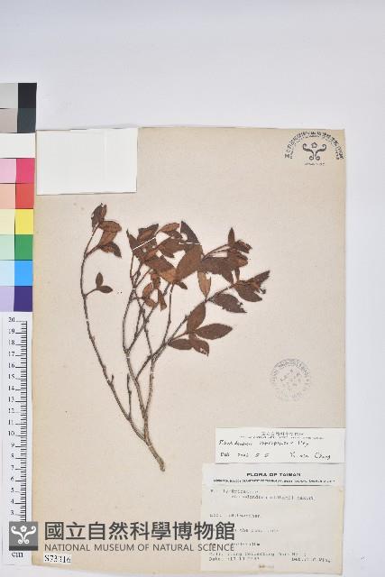 紅毛杜鵑藏品圖，第1張