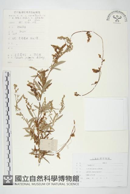 日本菟絲子藏品圖，第1張