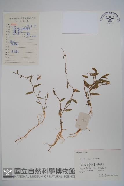 半邊蓮、鐮磨仔草藏品圖，第1張