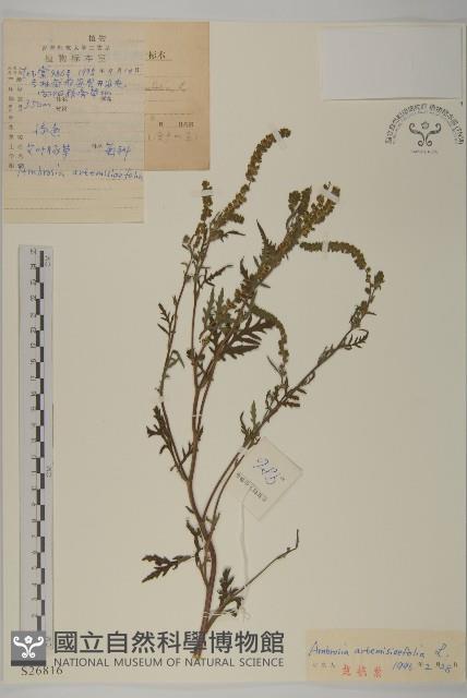 豬草、瘤果菊藏品圖，第1張