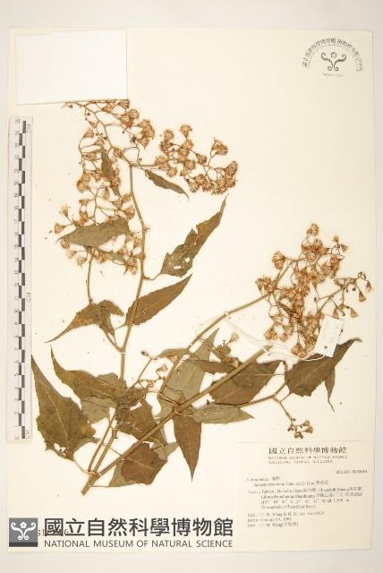 蔓黃菀藏品圖，第1張