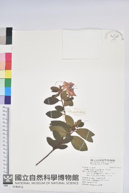 金毛杜鵑藏品圖，第1張