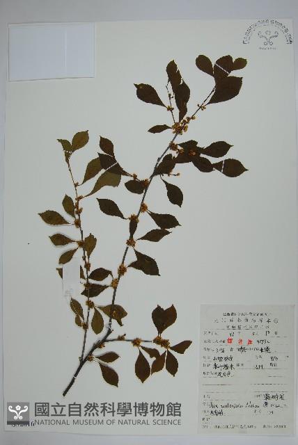 鼠李冬青、滿樹星藏品圖，第1張