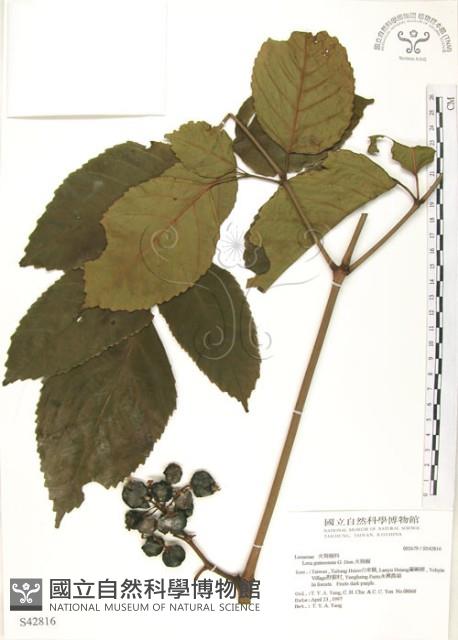 Manila Leea Collection Image