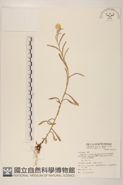 絲綿草藏品圖，第1張