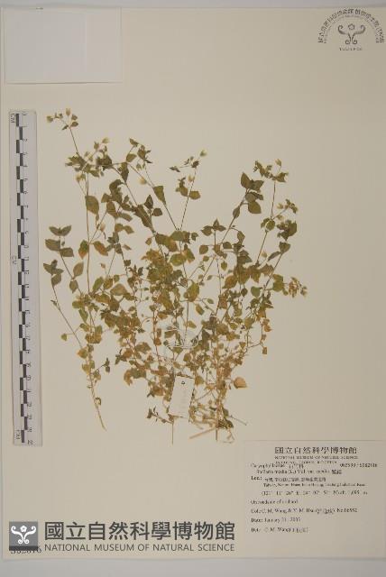 繁縷藏品圖，第1張