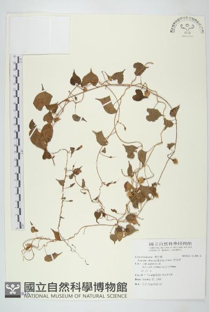 野牽牛藏品圖，第1張