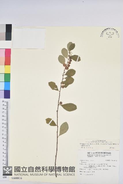 風輪菜藏品圖，第1張