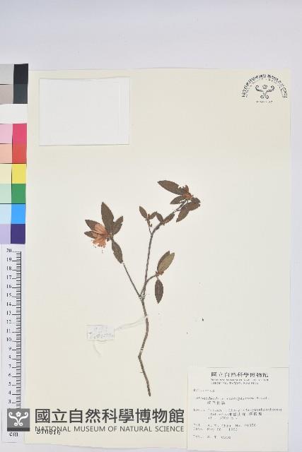 紅毛杜鵑藏品圖，第1張