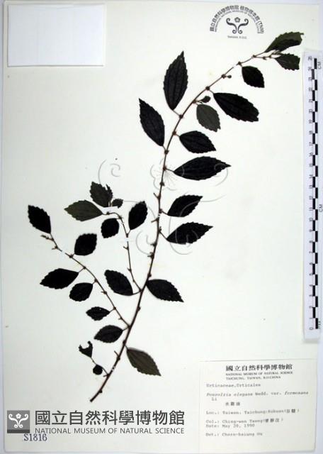 水雞油藏品圖，第1張