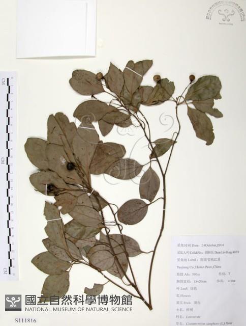 樟樹藏品圖，第1張