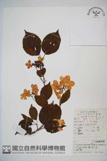 蝴蠂莢迷藏品圖，第1張