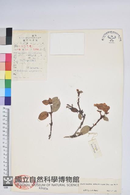 黃花泡葉杜鵑藏品圖，第1張