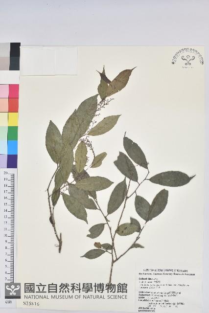 密花五月茶藏品圖，第1張