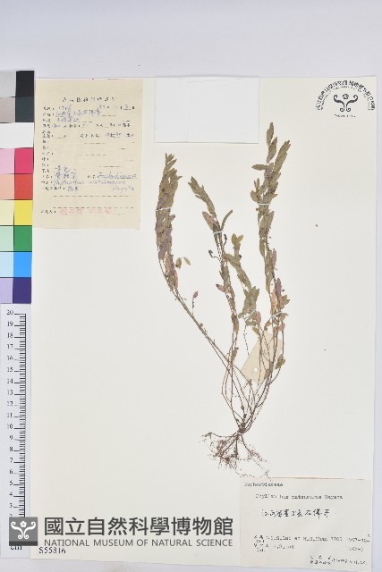 蜜柑草藏品圖，第1張