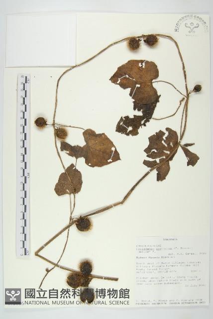 登錄號:S095816藏品圖，第1張