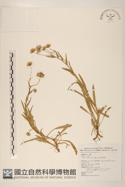 福山氏飛蓬藏品圖，第1張