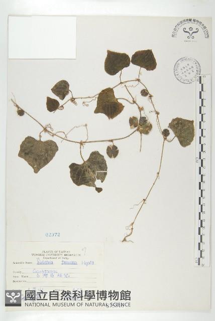 臺灣馬交兒藏品圖，第1張