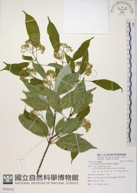 樟葉槭, 飛蛾子樹藏品圖，第1張