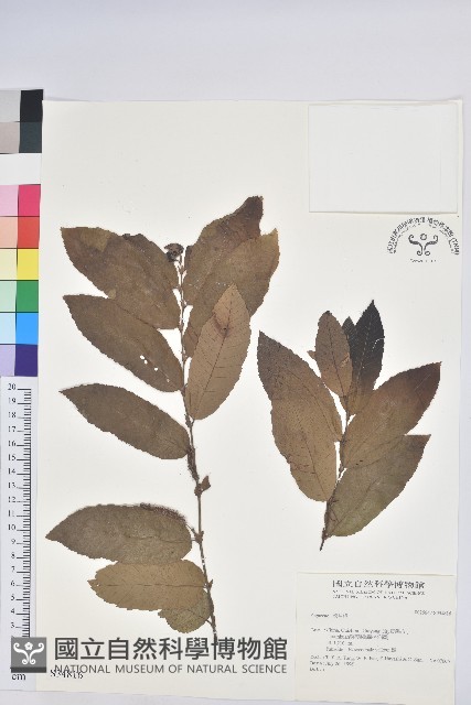 登錄號:S034816藏品圖，第1張