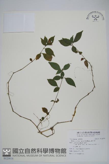 蘆利草藏品圖，第1張