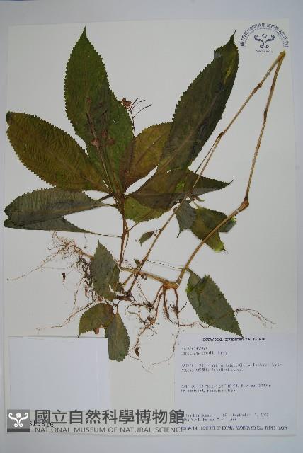 棣慕華鳳仙花藏品圖，第1張