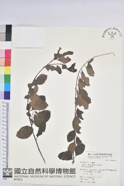 密花白飯樹藏品圖，第1張