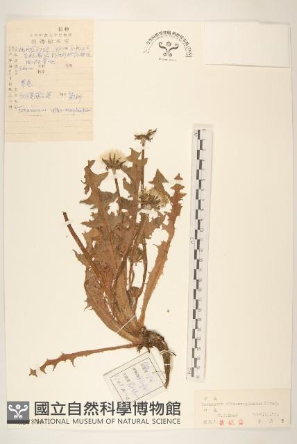 白膜蒲公英藏品圖，第1張