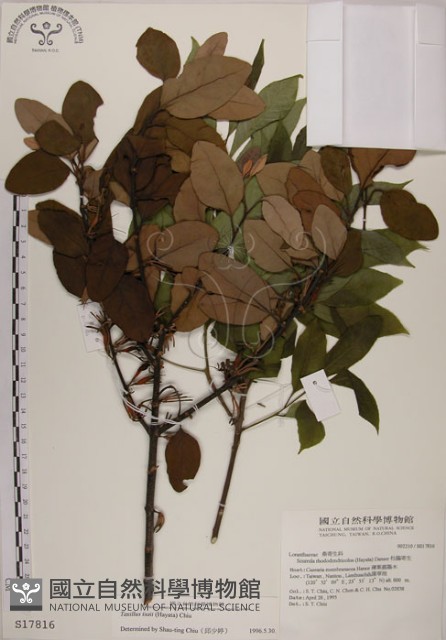蓮華池桑寄生藏品圖，第1張