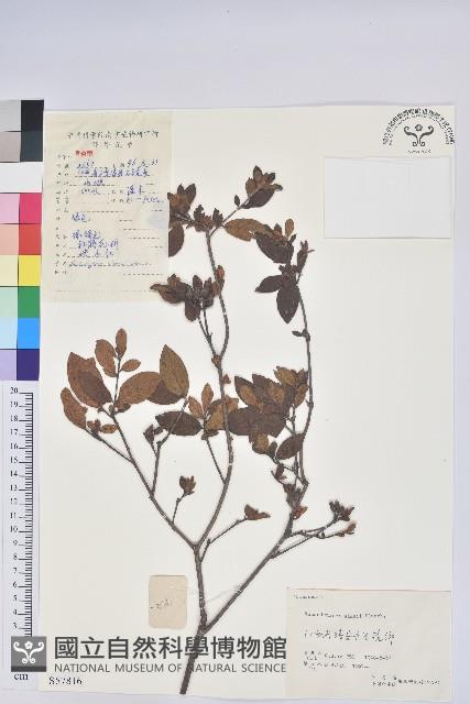 唐杜鵑、大屯杜鵑、中原氏杜鵑藏品圖，第1張