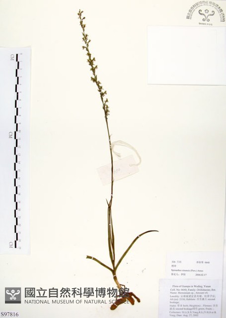 綬草藏品圖，第1張