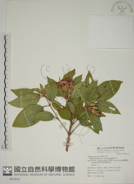 基尖葉野牡丹、蘭嶼野牡丹藏品圖，第1張