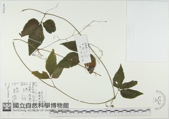光葉絞股藍藏品圖，第1張